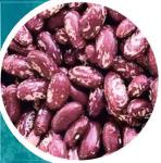 Red Speckled Kidney Beans