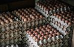Fertilized Chicken Eggs/ Cobb 500 Broiler Chicken Eggs/Fresh