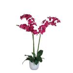 Plante Phalaenopsis Orchidée 100 Cm Violet