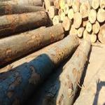 Beech , Birch ,Ash , Spruce Logs