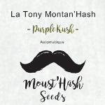 La Tony Montan'hash - Purple Kush