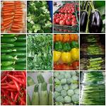 Légumes frais