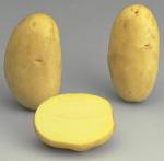Potatoes - Yellow skin