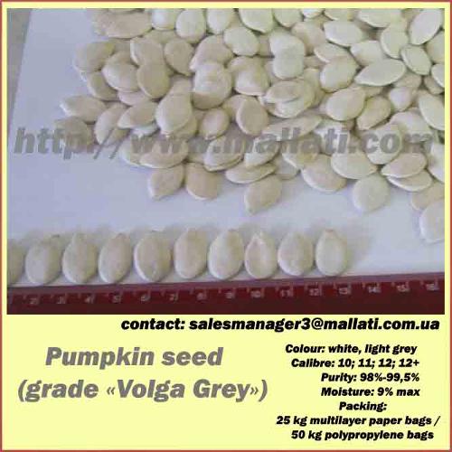 Pumpkin seed   (grade «Volga Grey»)