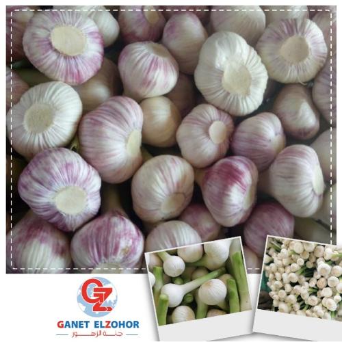 Egyptian Garlic