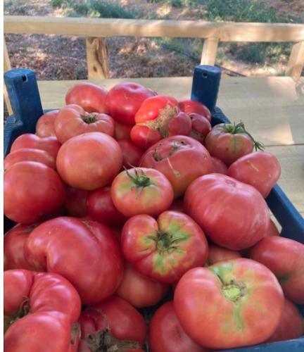 Organic tomato 