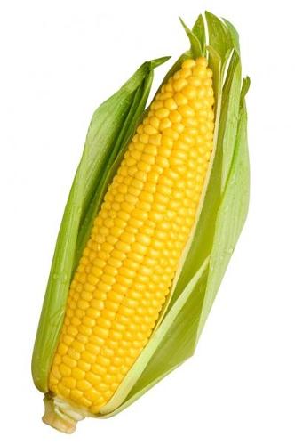Yellow Corn Gmo