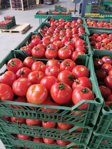 English Tomatoes 