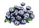WILD BLUEBERRY Vaccinium myrtillus