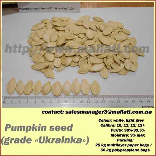  Pumpkin seed   (grade «Ukrainka»)