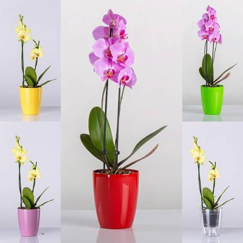 Orchid flowerpot